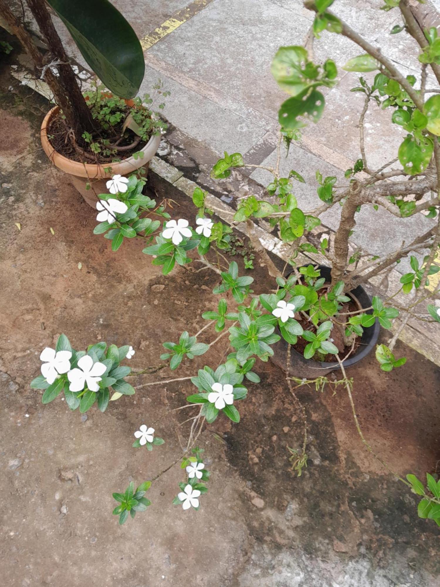 Ivon Guest House Arambol Exterior foto